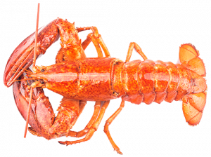 Norwegian Lobster